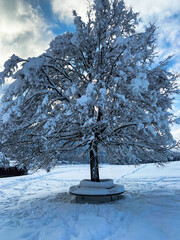 a single tree in winter