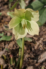 Christmas Rose (Helleborus niger) in garden