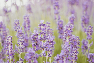 Naklejka premium Lavender Field in the summer