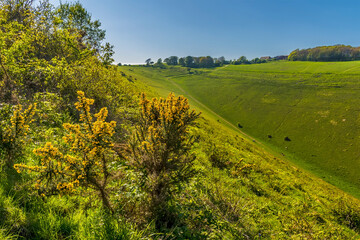 Gorse bushes illuminated by sunlight beside the longest dry valley in the UK on the South Downs...