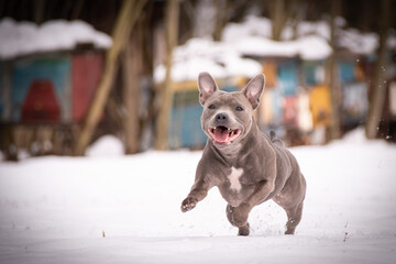 staffordshire bull terrier is jumping in snow. he is so happy outside. Dogs in snow is nice view