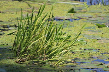 Algae in the river