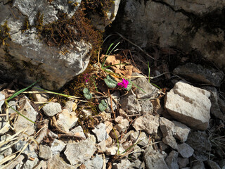The first spring flowers - forest hyacinths - are in the forest.