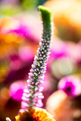 Macrophotography with beautiful flower.