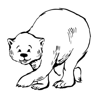 polar bear walks. ink vector sketch