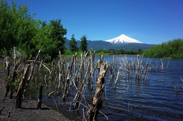 Dead trees logs in water of lake Villarrica and black volcanic sand with view of Snow capped Villarrica volcano. Nature of Chile. Pucon