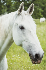 Obraz premium Portrait of beautiful white horse on the grass