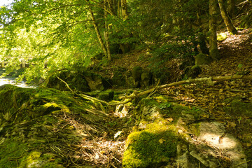 plants and vegetation on the banks of the Arazas river in the Ordesa y Monte Perdido national park, located in Huesca, Spain
