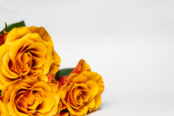 Yellow, Orange roses on the white background. Copy space. March 8, Mother's Day, valentine day concept