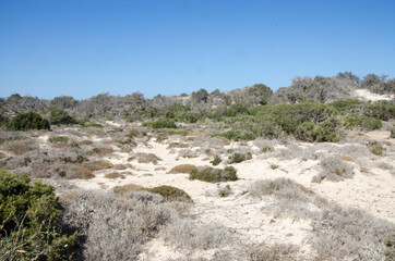 Fototapeta na wymiar landscape with sand and bushes on the island of Chrissi, Crete