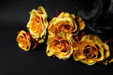 Yellow orange red rose Flower blossom pair with green leaves on black background. valentine day concept, selective focus.