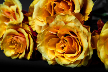 Floral color still life fine art macro flower image of a bouquet of blooming red,yellow,white rose blossoms with detailed texture on black background