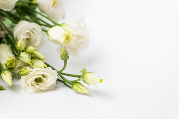 Fototapeta na wymiar White roses with roses buds isolated on white background.