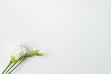 Beauty white flowers isolated on white. Eustoma. copy space for text