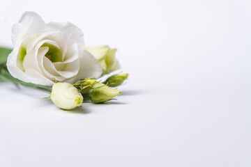 White huge airy rose, macro-festive background for wedding invitation.  isolated on white background