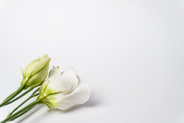 Delicate greenish-white eustoma flowers on a white background. copy space for text