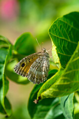 Macro shots, Beautiful nature scene. Closeup beautiful butterfly sitting on the flower in a summer garden.