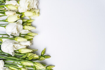 Row of beautiful Eustoma flowers on white background. Copy space for text, wedding invitation