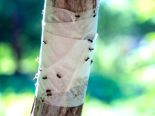 Adhesive tape insect barrier on the tree trunk