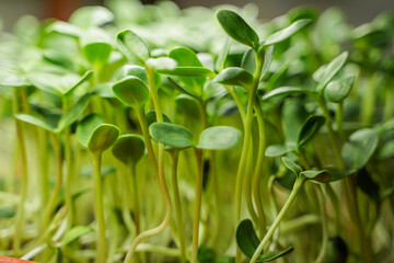Sunflower Microgreen Ready to Harvest