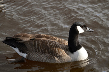Fototapeta premium Canada goose swimming