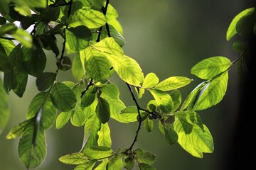 Natural green 