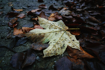 A single autumn leaf lies on the ground
