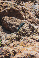 Lagarto azul entre las rocas del desierto rojo (tenerife)