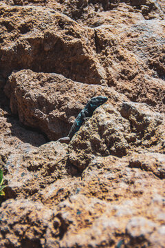 Lagarto azul entre las rocas del desierto rojo (tenerife)