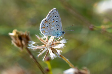 Macro shots, Beautiful nature scene. Closeup beautiful butterfly sitting on the flower in a summer garden.