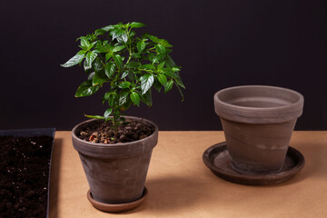 Plant during repotting. New flowerpot for plant. Home gardening, young pequin pepper plant.