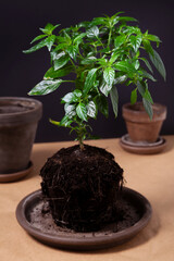 Plant during repotting. New flowerpot for plant. Home gardening, young pequin pepper plant.