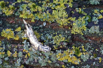 Metal tiger figurine close-up. Figurines close-up.
