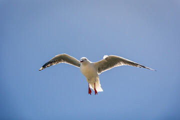 Floating seagull