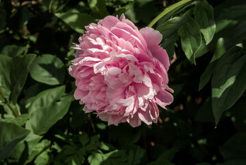 Hybrid Peony (Paeonia hybrida) in park