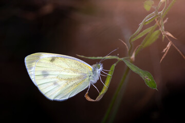 Macro shots, Beautiful nature scene. Closeup beautiful butterfly sitting on the flower in a summer garden.