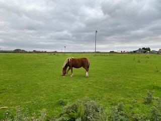 A lone chestnut coloured horse, grazing under a cloudy sky on, Cross Wells Road, Ripponden, UK