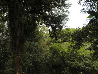 Fototapeta premium forest