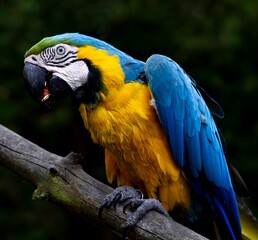 blue macaw free
Blue and yellow feathers