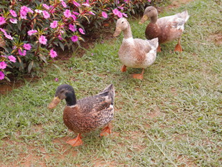 duck in the yard