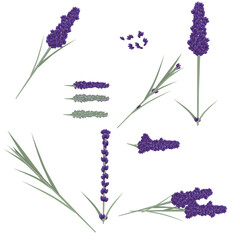 lavender lila flowers leaves. vector herbal plant set
