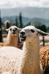 Obraz premium close up of a llama llama portrait llamas group llama at farm