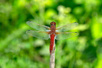 Macro shots, Beautiful nature scene dragonfly.  