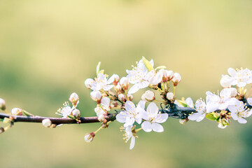 Flowers of cherry blossoms on a spring day