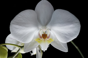 Fototapeta na wymiar white orchid isolated on black