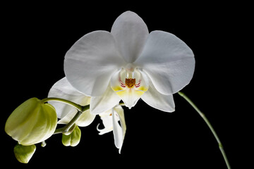 Naklejka na ściany i meble white orchid isolated on black