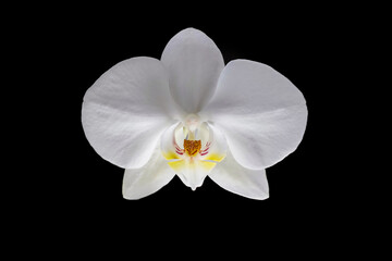 Naklejka na ściany i meble white orchid isolated on black