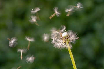 Dandelion on a green meadow loosing some seed by wind