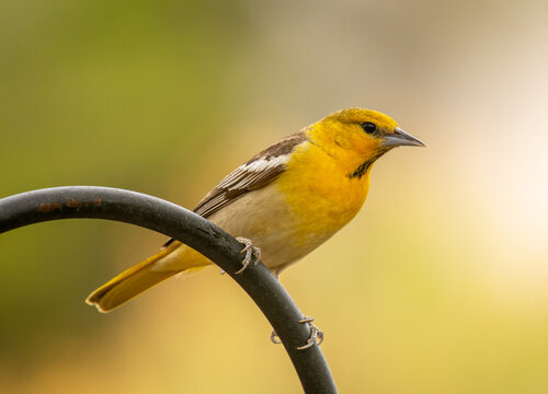 Bullock's Oriole