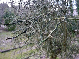 Trifoliate orange, Japanese bitter-orange, hardy orange or Chinese bitter orange (Citrus trifoliata or Poncirus trifoliata) in the Public Garden (Jardin public) in Bordeaux, France